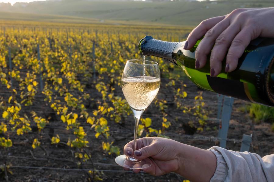 Le Domaine de L'Espinet - Delmas in Antugnac
